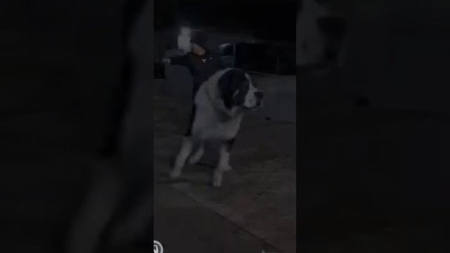 🔥Aggressive, powerful Alabai Dog😈 #shortsfeed #trending #viral