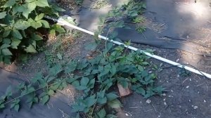 Ежевика Прайм Арк Фридом, Кэддо в Самаре. Срок созревания Фридома.