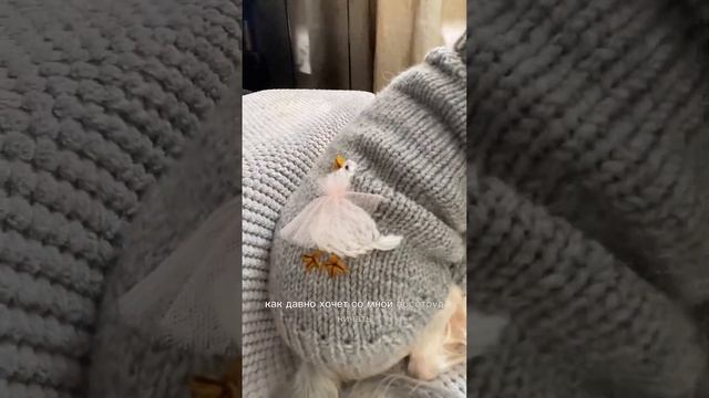 Мечты должны сбываться #йорк #одеждадлясобак #puppy #pupdoggydog #york #dogs смотреть онлайн