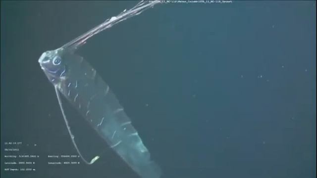 Морской Змей