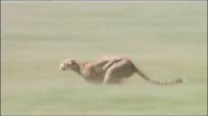 Гепард бежит 1 час