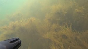 белый амур гигант 20кг+ в прозрачной воде. маныч веселовское водохранилище