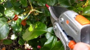 Самоочищающиеся розы