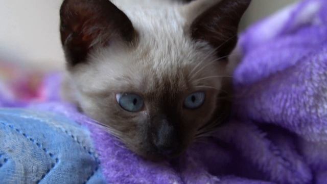 КОТЯТКИ # КОШКИ #relax# muzik # relax video # relaxing video # beautiful video # relax muzik # смотреть онлайн