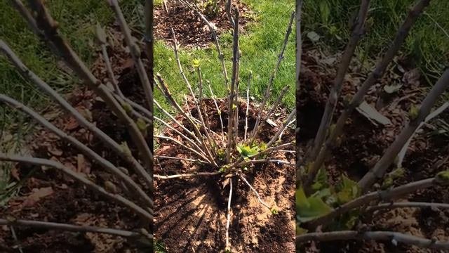 Гортензия крупнолистная, хлороз, весенняя профилактика