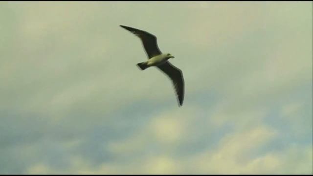 Посвящается лучшему ДРУГУ. смотреть онлайн