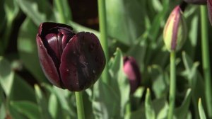 Queen of Night - Tulip  🌷🌷🌷  vdqbulbs.com.au