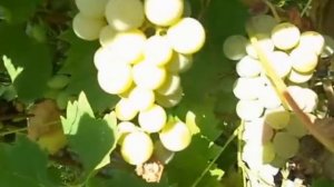 Сорт винограда Олеся дальневосточная.