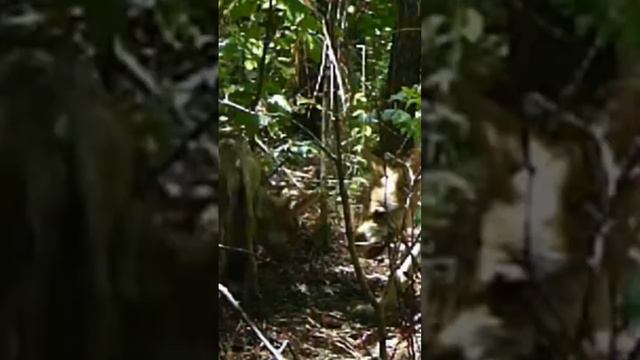 Coyote Puppies in the Forest