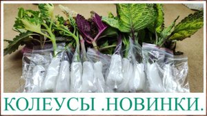 Обзор посылки. Черенки сортовых колеусов. Как укоренить черенок колеуса. быстро. Уход за черенками.