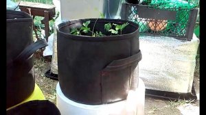 #умный #тканевый #горшок #GROWBAG