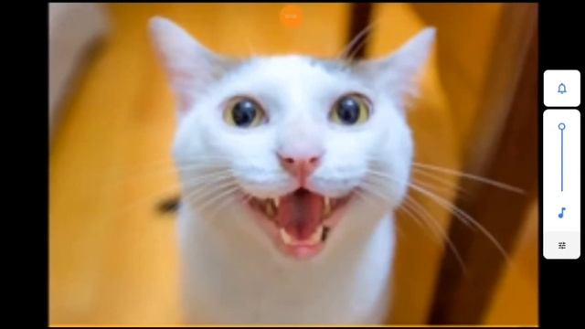 мяуканье котов 4К