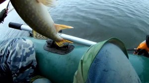 жор щуки и тролинг на веслах)