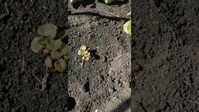 Семяные пеларгонии на 14.06.20 #geranium #pelargonium #nature #flowers #цветы #герань #пеларгония смотреть онлайн