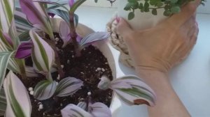 Обзор комнатных растений  в моём доме.