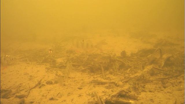 Язь 52 актив. Тест подводной камеры Язь 52 актив зимой. смотреть онлайн