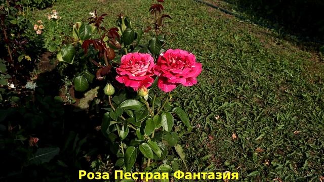 ТОП 3. РОЗЫ - Особенные сорта, приводящие в восторг благодаря форме, цвету и запаху! смотреть онлайн