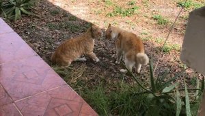 Драка котов