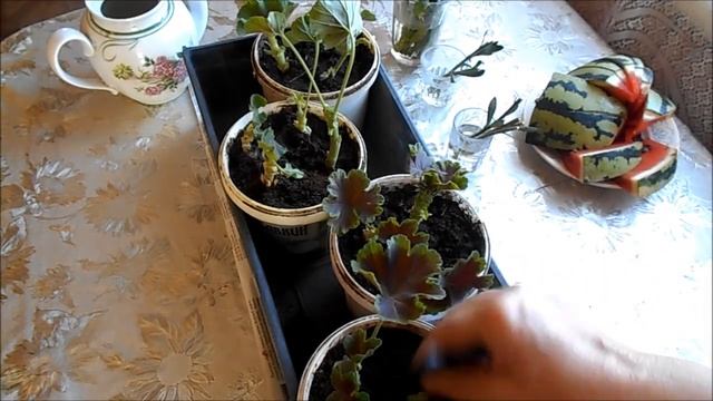 черенкую герани смотреть онлайн