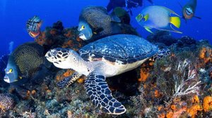 ДАЙВИНГ И СНОРКЛИНГ В КРАСНОМ МОРЕ | ЕГИПЕТ 2024 |