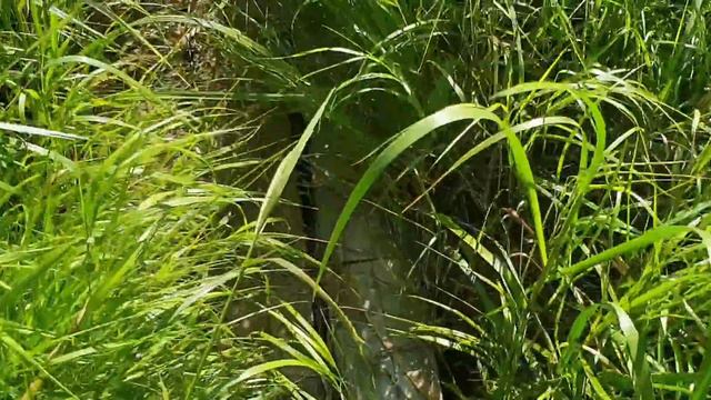 Одиночный поход по долине реки Далэльвен, Швеция, день 2, часть 3. смотреть онлайн