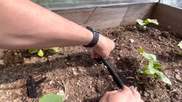 НАШИ ПОСАДКИ??/КАПЕЛЬНЫЙ ПОЛИВ"ЖУК"?/МНОГОДЕТНАЯ СЕМЬЯ17 июня 2022 г.