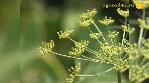 Ароматный, кустистый, "жирный" укроп. Сорта и агротехника