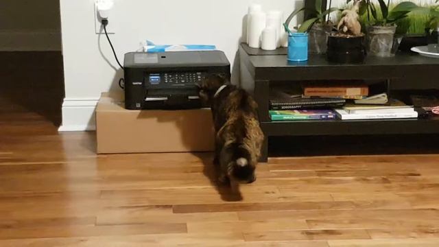 Cat hit electric shock (joke, she just met printer first time)/ кошку бьет током(шутка) смотреть онлайн
