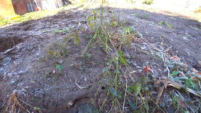 181. Дачный блог 09-11.10.23г. Первые серьезные заморозки. Убрала летний водопровод, морковь и розы