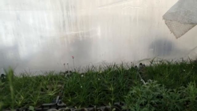 АРМЕРИЯ розовая итоги осеннего деления и черенкования? смотреть онлайн