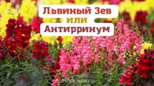 Львиный Зев или Антирринум.?