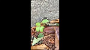 Японская гусеница-газонокосилка