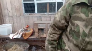 #осмотрматочника#кролиководство#Соня окролилась