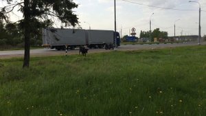 Корова ест траву