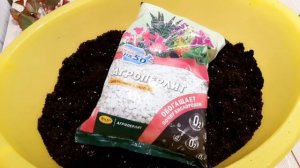 БЕГОНИЯ ВЕЧНОЦВЕТУЩАЯ.ОСЕННЕЕ ЧЕРЕНКОВАНИЕ.