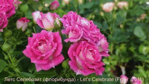 Обзор и описание розы Летс Селебрэйт (флорибунда) - Let's Celebrate (Fryer  2011)