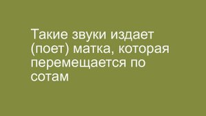 Что я делаю на пасеке в роевую пору