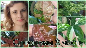 2 часть?Сингониумы?Сейчас мне очень нравится как они выглядят?Ред спот триколор?Неон?Арон браун