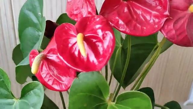 Мужское счастье (Антуриум) Месяц без Ухода смотреть онлайн