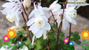 Аквилегия вееровидная Камео вайт. Краткий обзор aquilegia flabellata, akitensis Cameo White