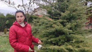 КЕДР ливанский Glauca Pendula (Глаука Пендула) | КЕДР гималайский ( ДЕОДАР ) в моем саду !