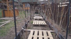 ДАЧА. МАЛИННИК ГОТОВ ПРИНИМАЙТЕ. ЛУЧШЕЕ РЕШЕНИЕ ОТ РОДИТЕЛЕЙ.