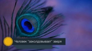 §3 "Возникновение искусства и религиозных верований", История древнего мира 5 класс, Вигасин.mp4