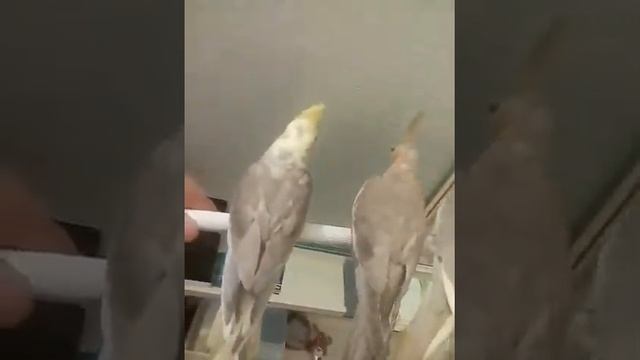 Кореллы цвет Корица шоколадно кофейный 89150462814 смотреть онлайн