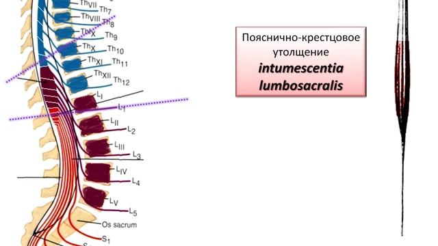 Анатомия спинного мозга. Часть 1 - Общая анатомия. Доктор BRY