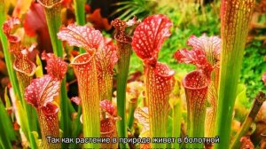 Саррацения пурпурная — как ухаживать за растением