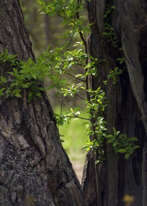 В ЭКСТАЗЕ С ПРИРОДОЙ... (Фото Измаила Ефимова (Йошкар-Ола) - А. Скрябин "Поэма экстаза" (фрагмент))