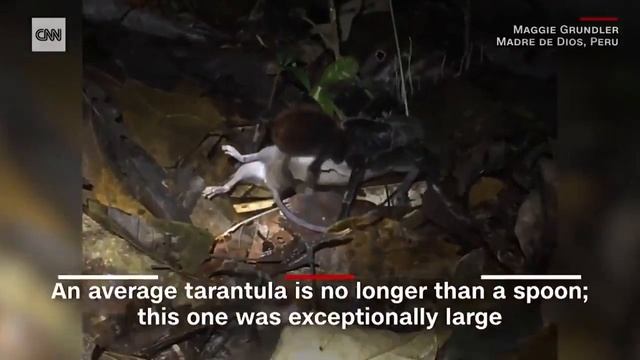 Охоту гигантского тарантула на опоссума в тропических лесах Амазонки сняли на видео Ролик стал пер смотреть онлайн
