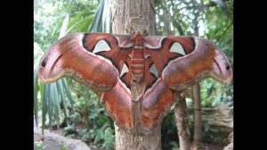 смые редкие животные