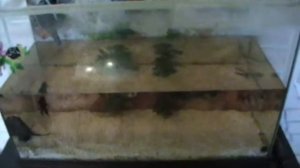 Как помыть аквариум